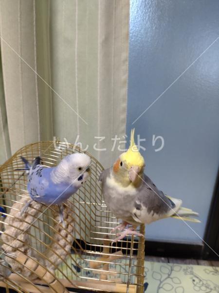 コメントの画像