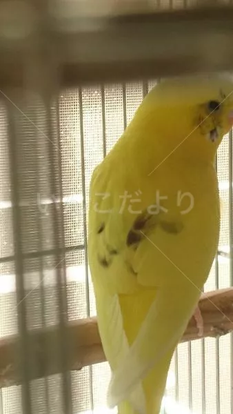 コメントの画像