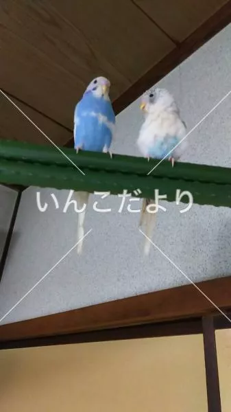 コメントの画像