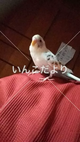 コメントの画像