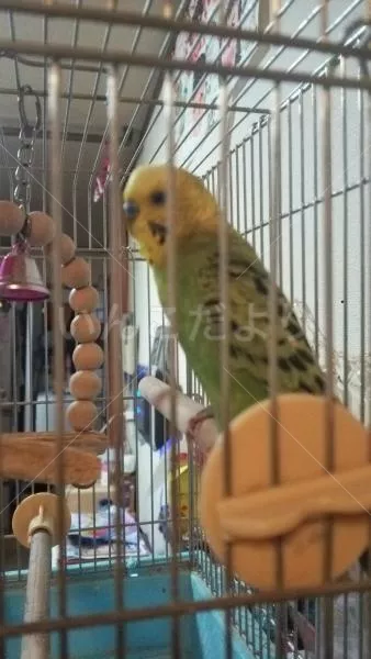 コメントの画像