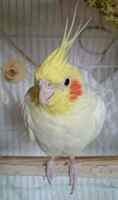 コメントの画像