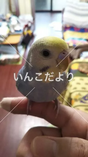 コメントの画像