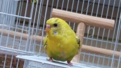 コメントの画像