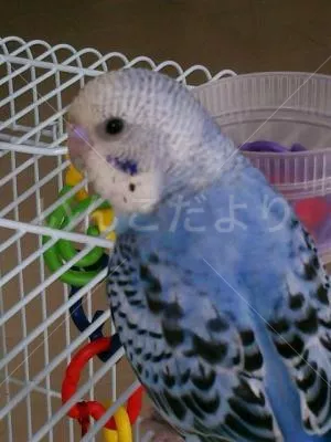 コメントの画像