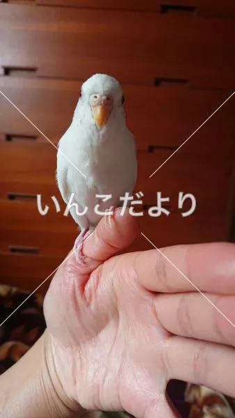 コメントの画像