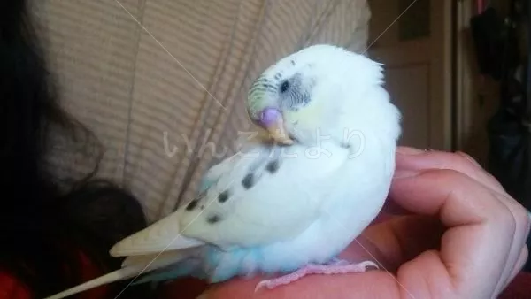 コメントの画像