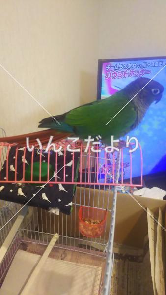 コメントの画像