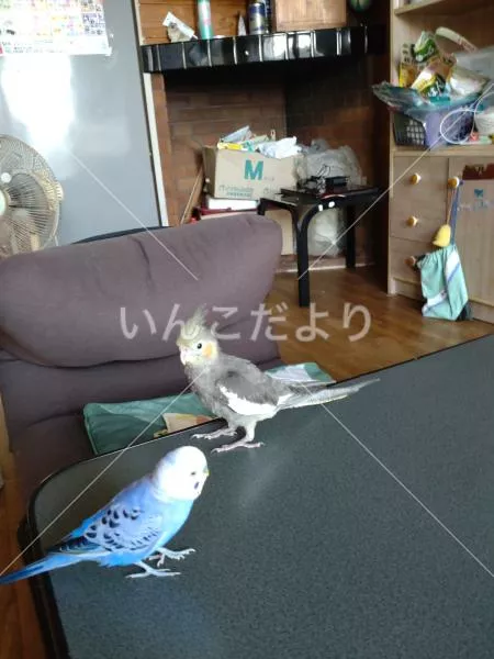 コメントの画像