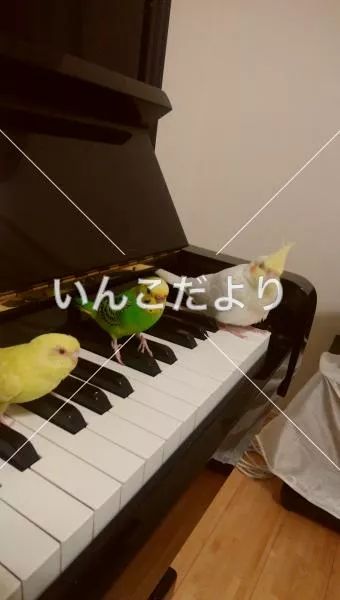 コメントの画像