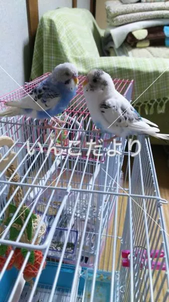 コメントの画像