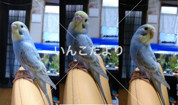 コメントの画像