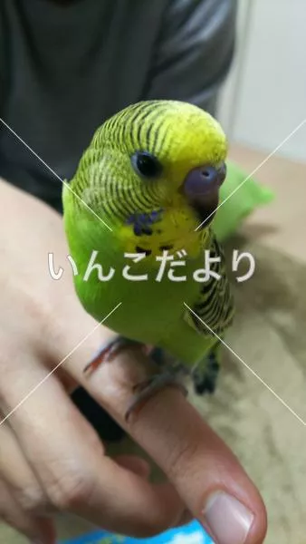 コメントの画像