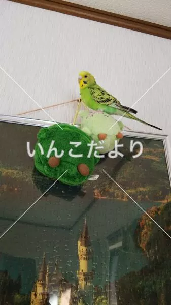 コメントの画像