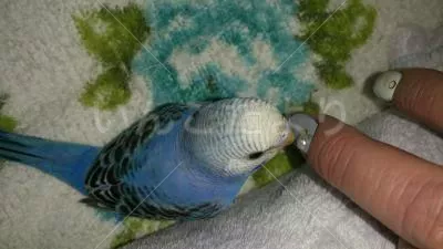 コメントの画像