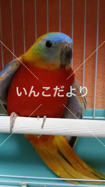 コメントの画像