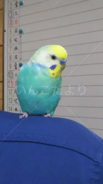 コメントの画像