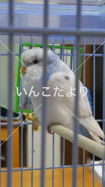 コメントの画像