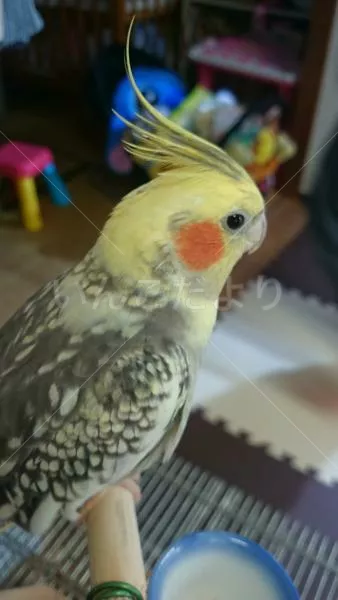 コメントの画像