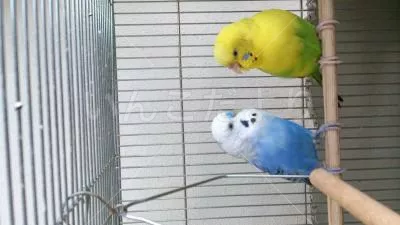 コメントの画像