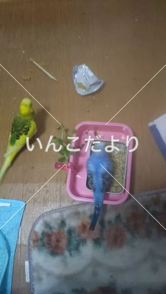 コメントの画像