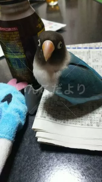 コメントの画像