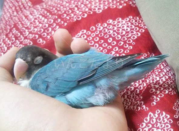 コメントの画像