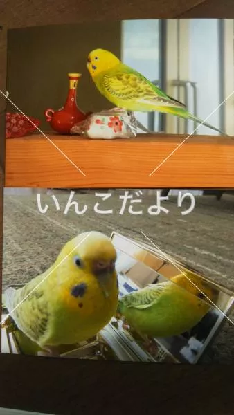 コメントの画像