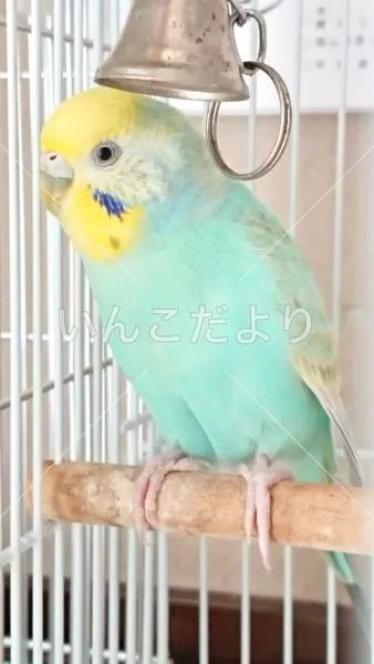 コメントの画像