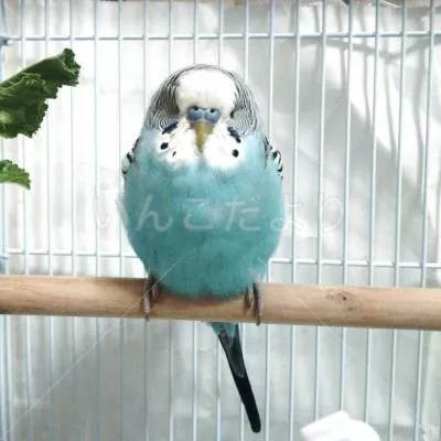 コメントの画像