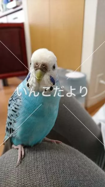 コメントの画像