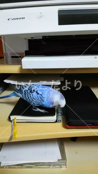 コメントの画像