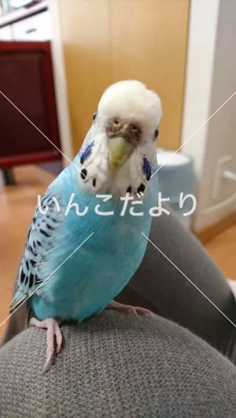 コメントの画像