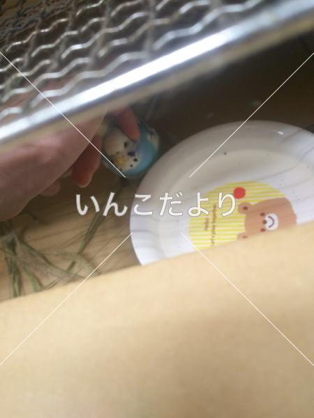 コメントの画像