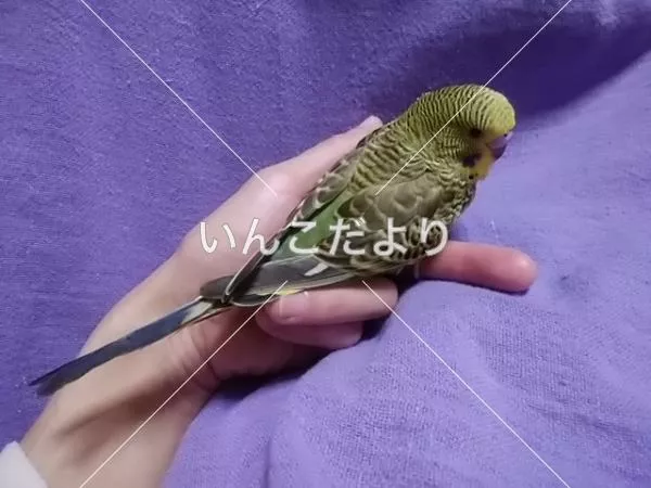 コメントの画像