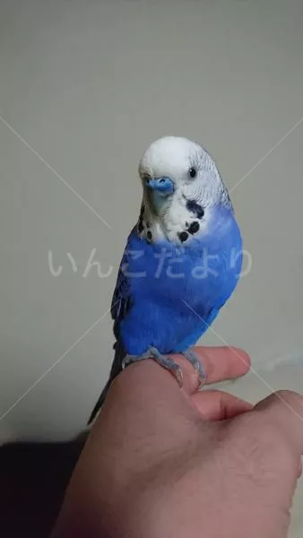 コメントの画像