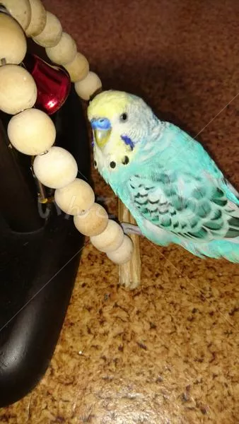 コメントの画像