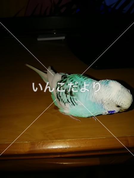 コメントの画像