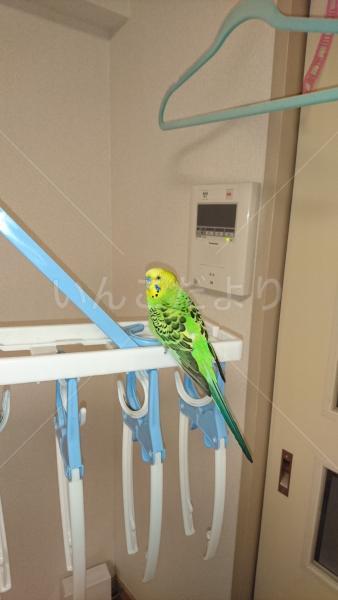 コメントの画像