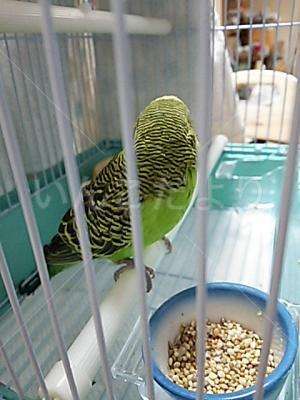 コメントの画像