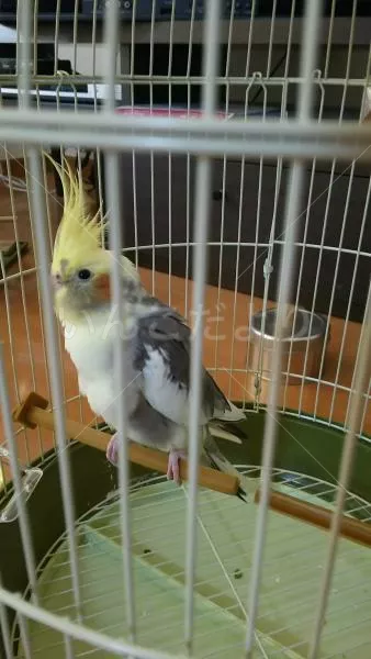 コメントの画像