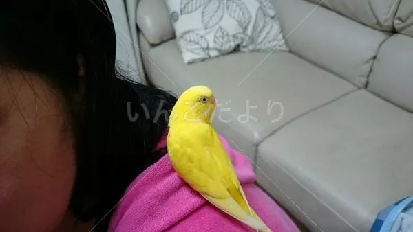 コメントの画像