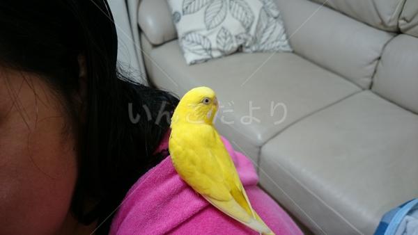 コメントの画像