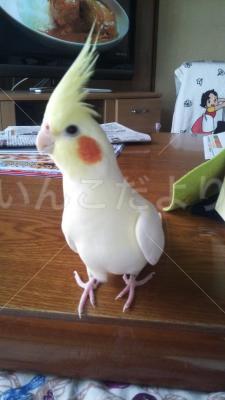 コメントの画像
