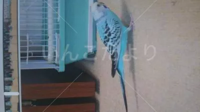 コメントの画像