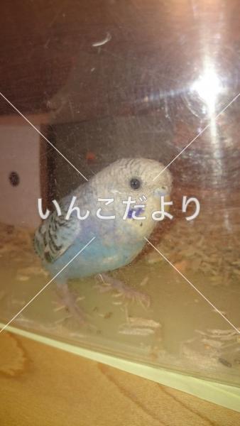 コメントの画像