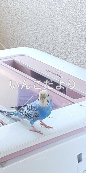 コメントの画像