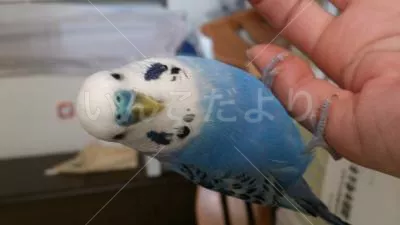 コメントの画像