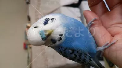 コメントの画像