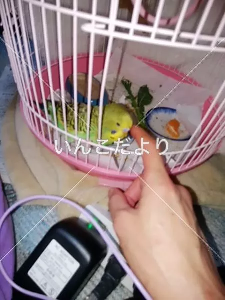 コメントの画像